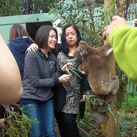 Fauna Australia Wildlife Retreat Lavers Hill ภายนอก รูปภาพ