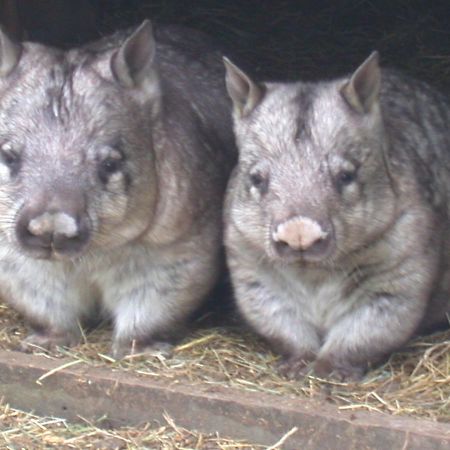 Fauna Australia Wildlife Retreat Lavers Hill ภายนอก รูปภาพ