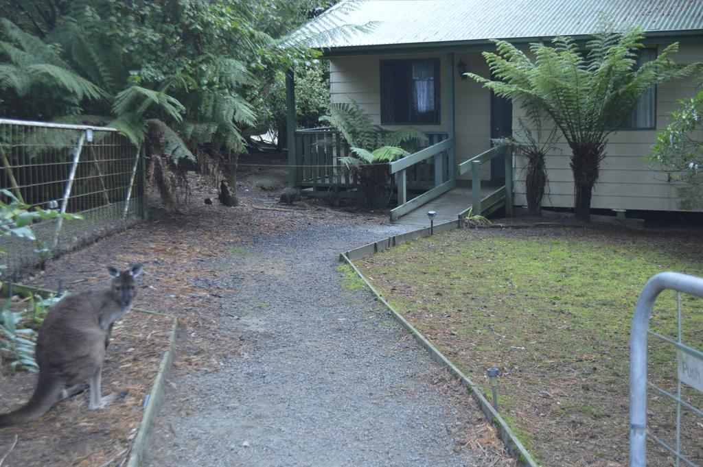 Fauna Australia Wildlife Retreat Lavers Hill ภายนอก รูปภาพ