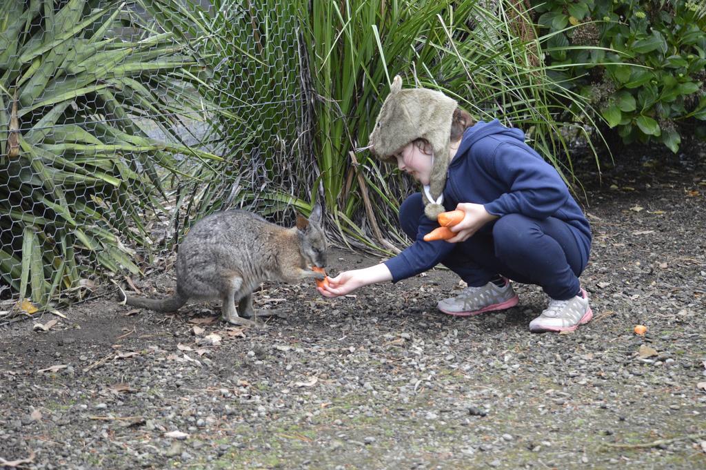 Fauna Australia Wildlife Retreat Lavers Hill ภายนอก รูปภาพ