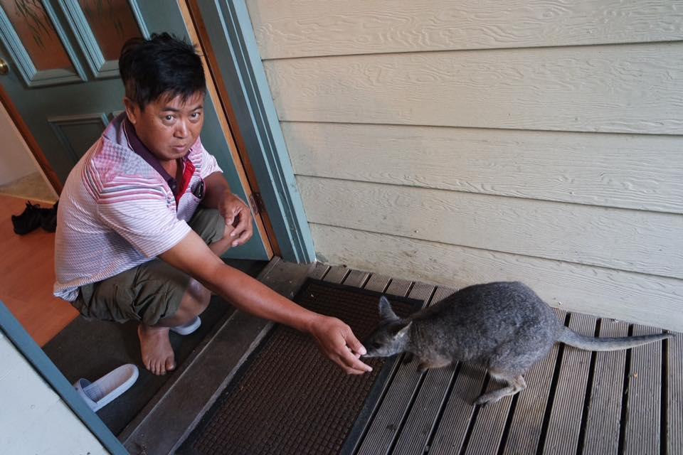 Fauna Australia Wildlife Retreat Lavers Hill ภายนอก รูปภาพ