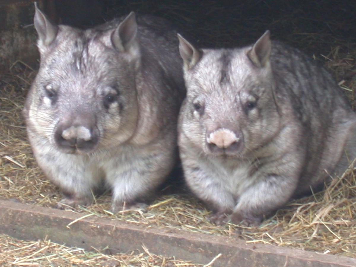 Fauna Australia Wildlife Retreat Lavers Hill ภายนอก รูปภาพ