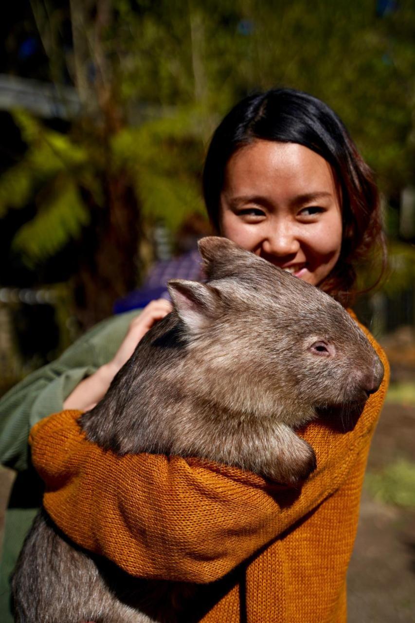 Fauna Australia Wildlife Retreat Lavers Hill ภายนอก รูปภาพ