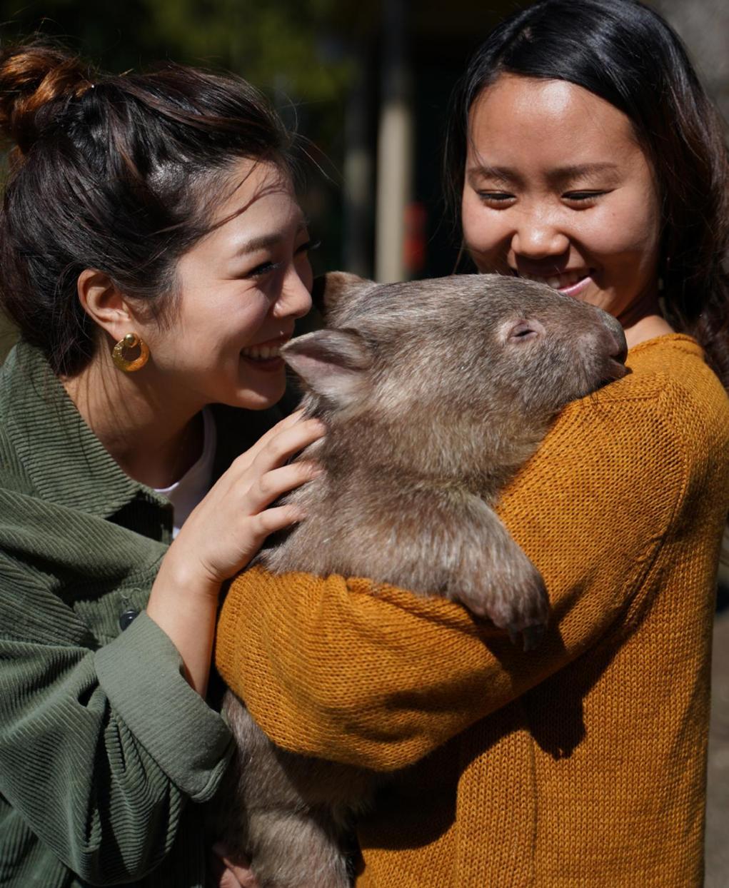 Fauna Australia Wildlife Retreat Lavers Hill ภายนอก รูปภาพ