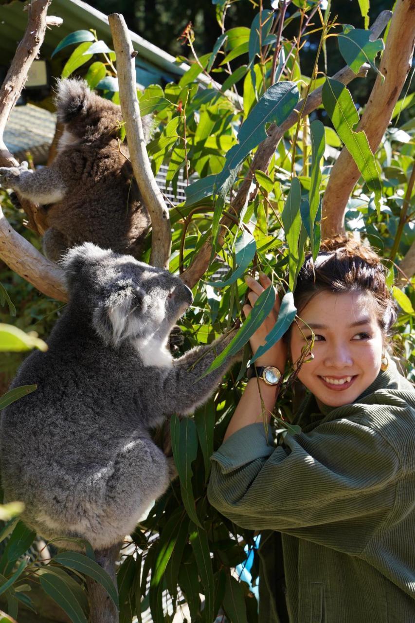 Fauna Australia Wildlife Retreat Lavers Hill ภายนอก รูปภาพ